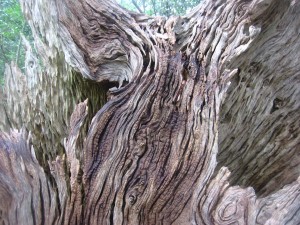 tree trunk in the maritime forest