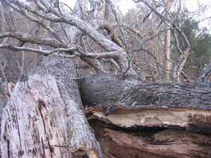 The grandfather oak