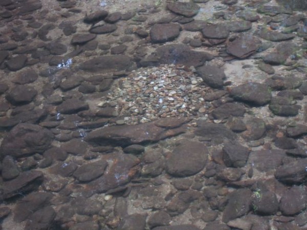 pisgah nest